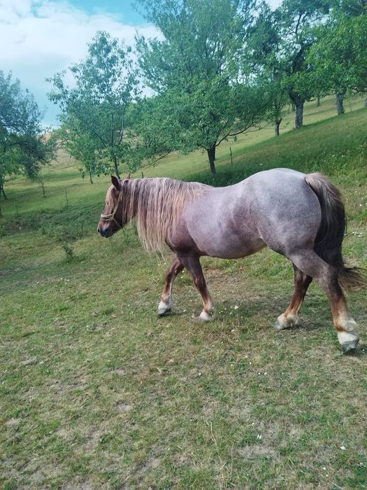 Vând iapa tânără - 6 ani