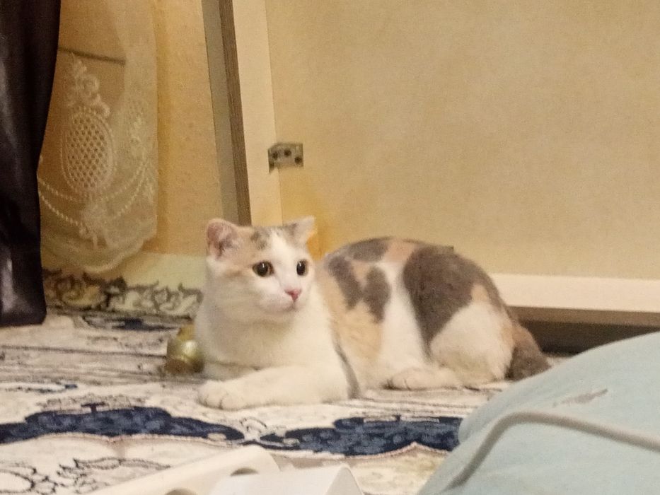 Mushuk кошка pishak