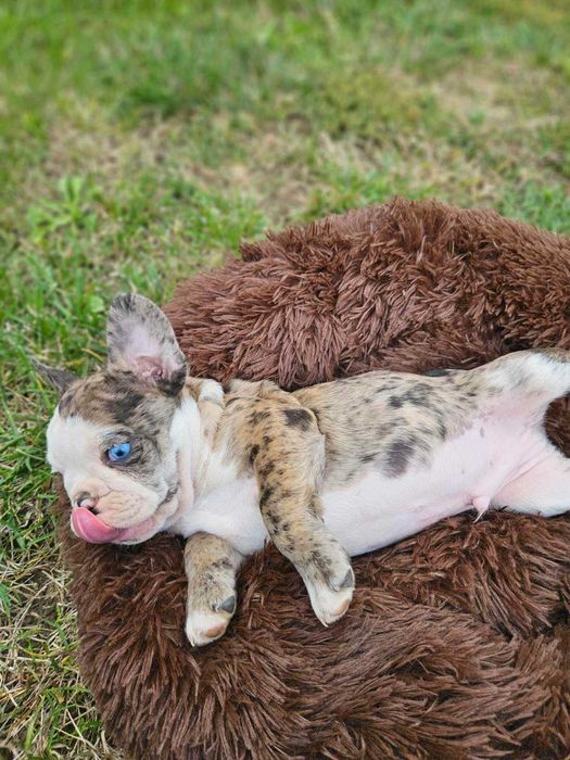 френски булдочета