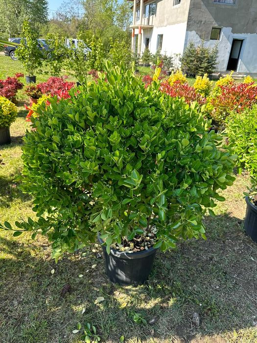 Transformă-ți grădina cu frunziș roșu intens – Photinia Red Robin