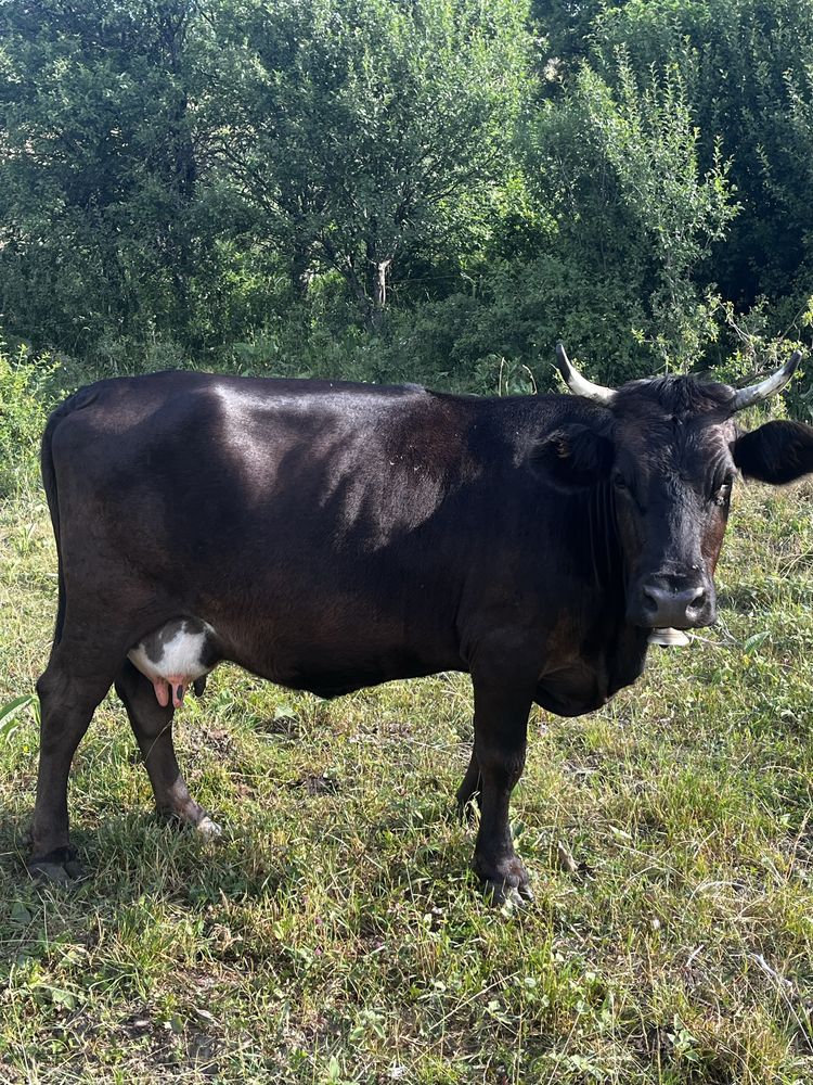 Vand vaca buna de lapte