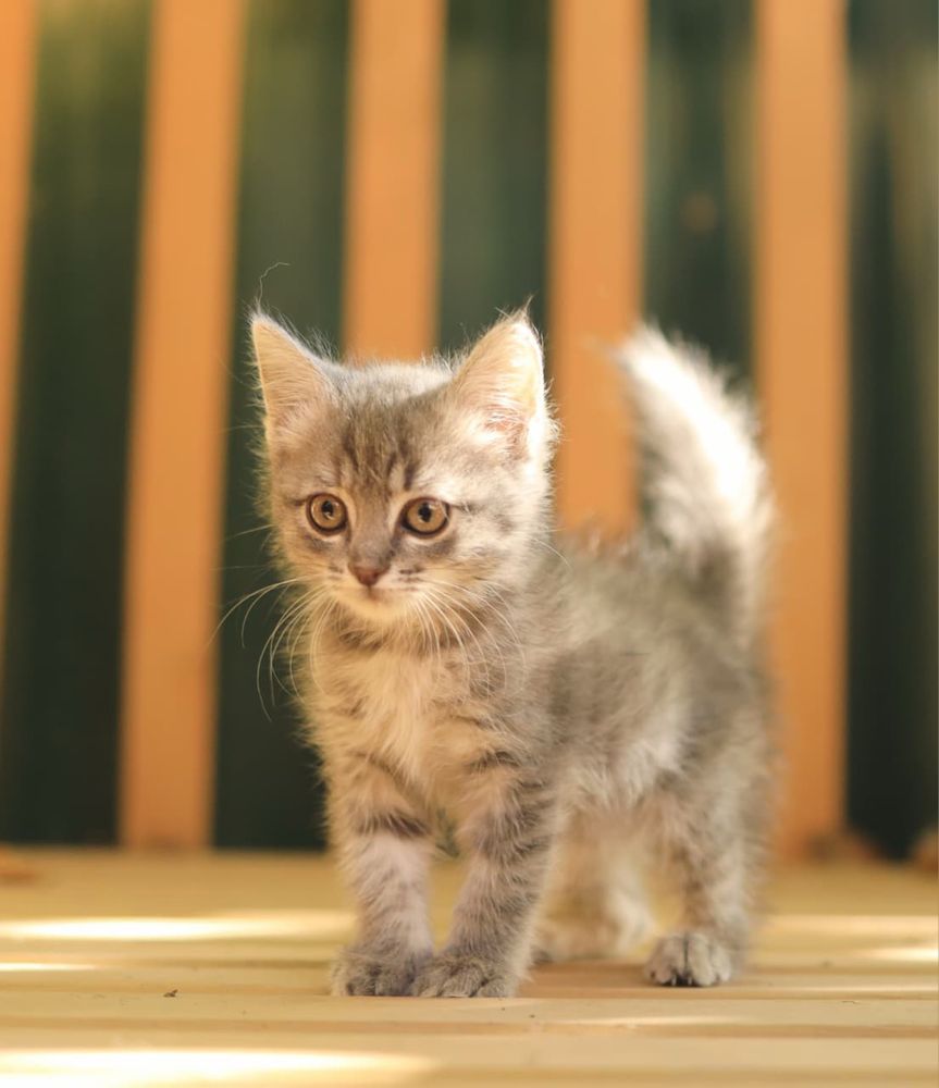 Котенок - девочка,  2 месяца