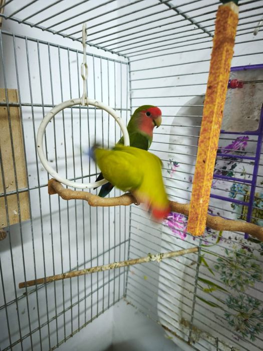 Vand papagali agapornis