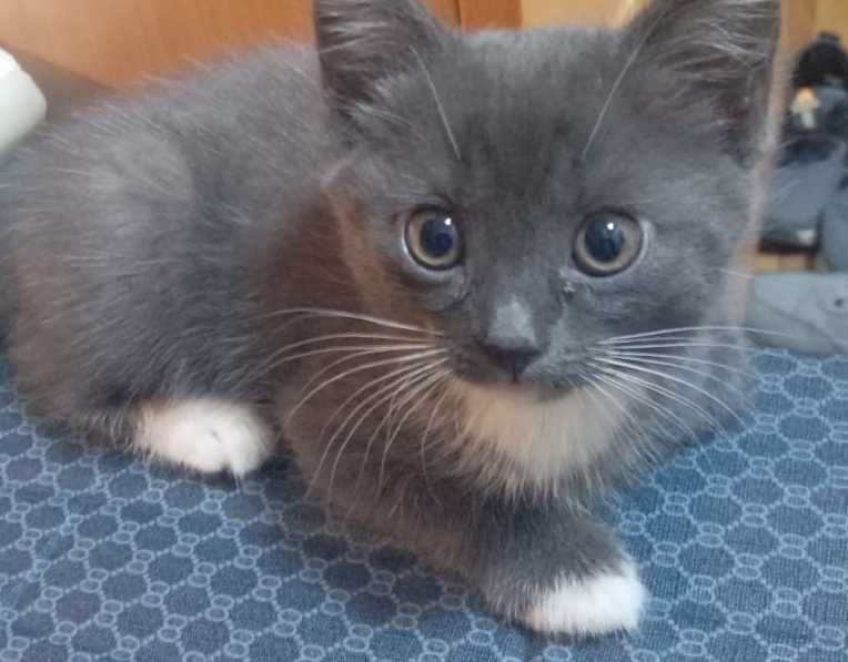 Домашние коты и кошки!!