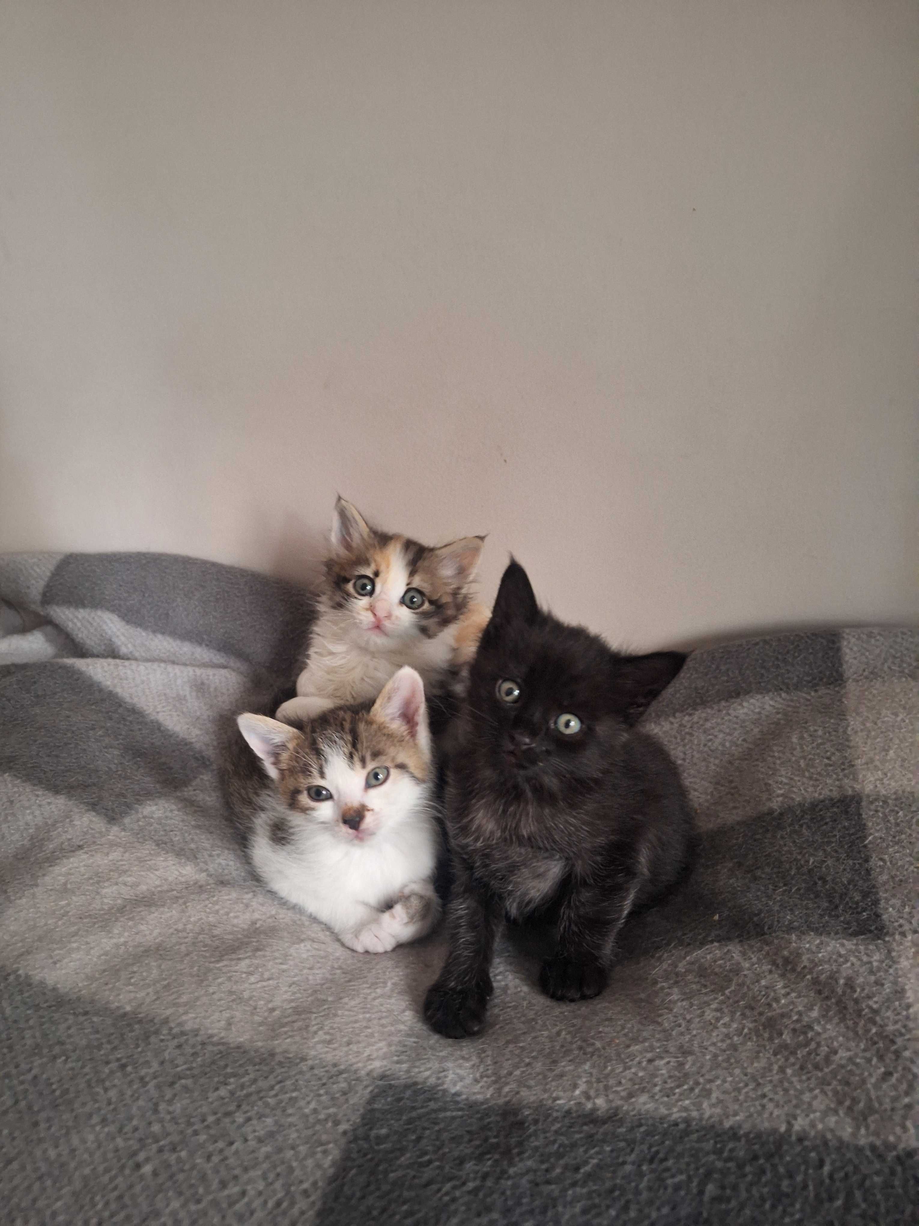 Подарявам котета