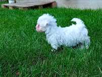 Bichon maltesse talie mică