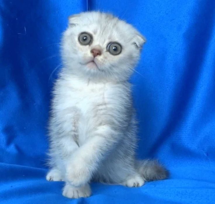 Британско и Шотландски късокосмести котенца