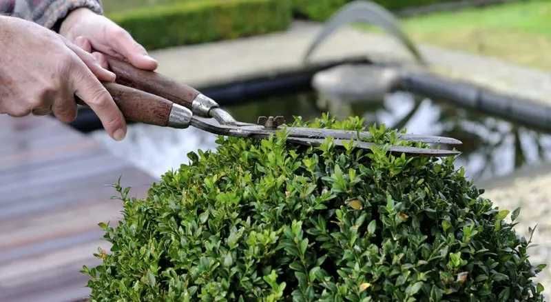 Pachet 100 Buxus - Super pret! + cadou la fiecare pachet!