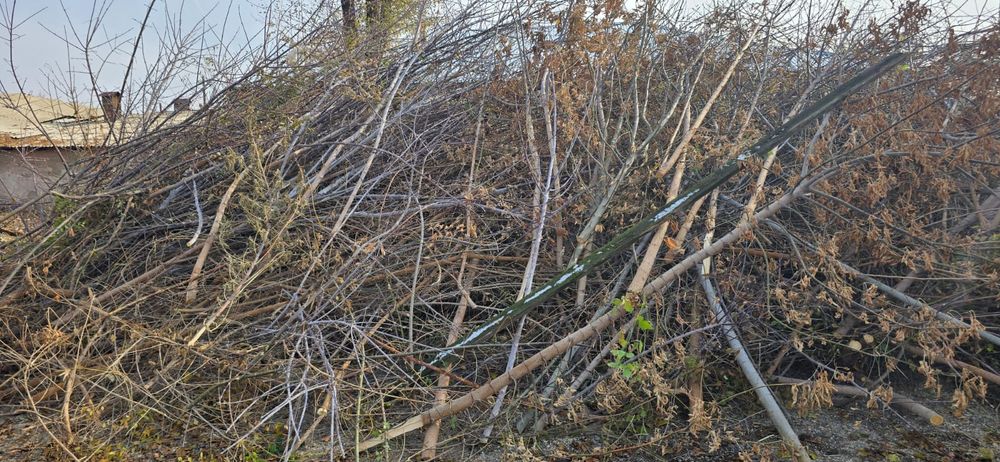 Дрова на нашей базе можно забрать бесплатно, самовывозом в городе Тара