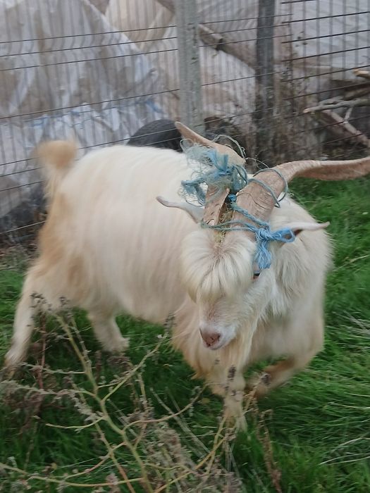 Se vinde  tap de anu trecut