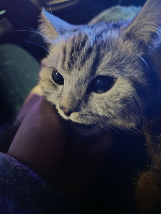 Шотландец скотиш страит