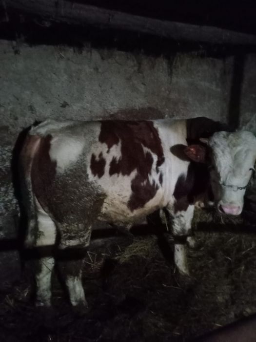 Vând  taur  350-400 kg