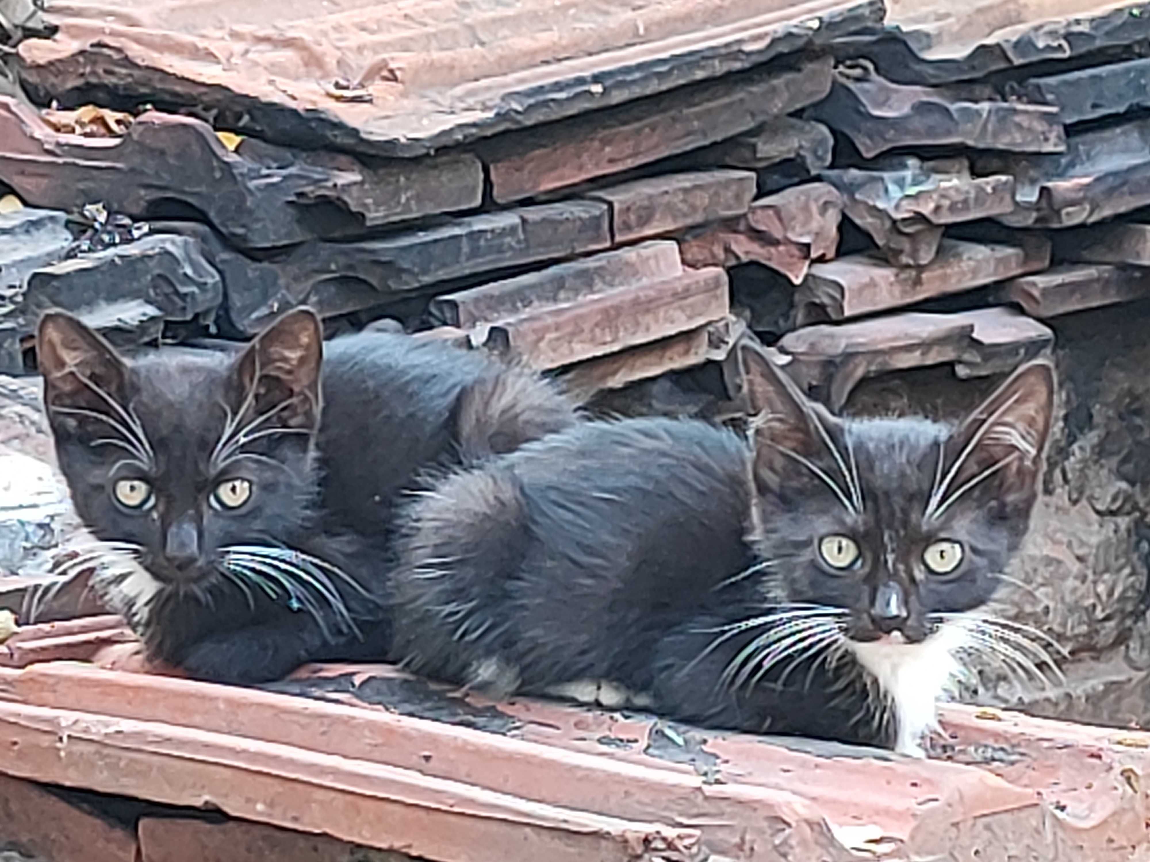 Котенца търсят своя Човек