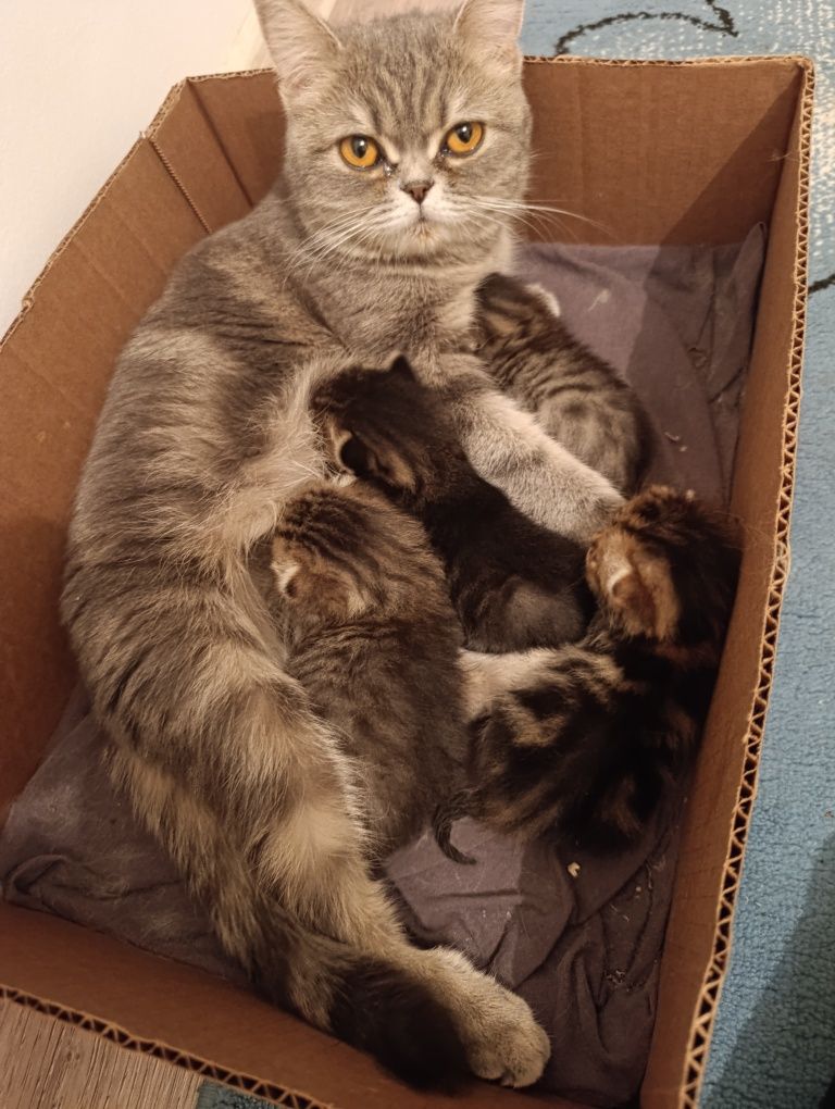 Котята добрые руки
