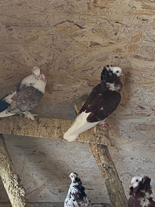 Vând porumbei ornament