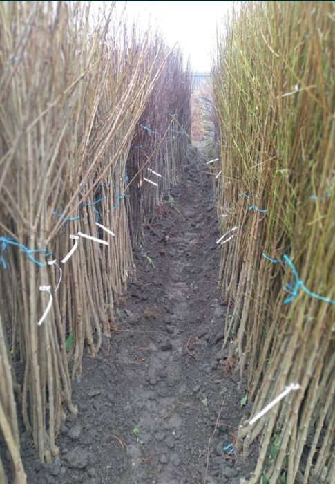 Pomi fructiferi certificati