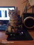 Dau spre adoptie pisica metis de american shorthair