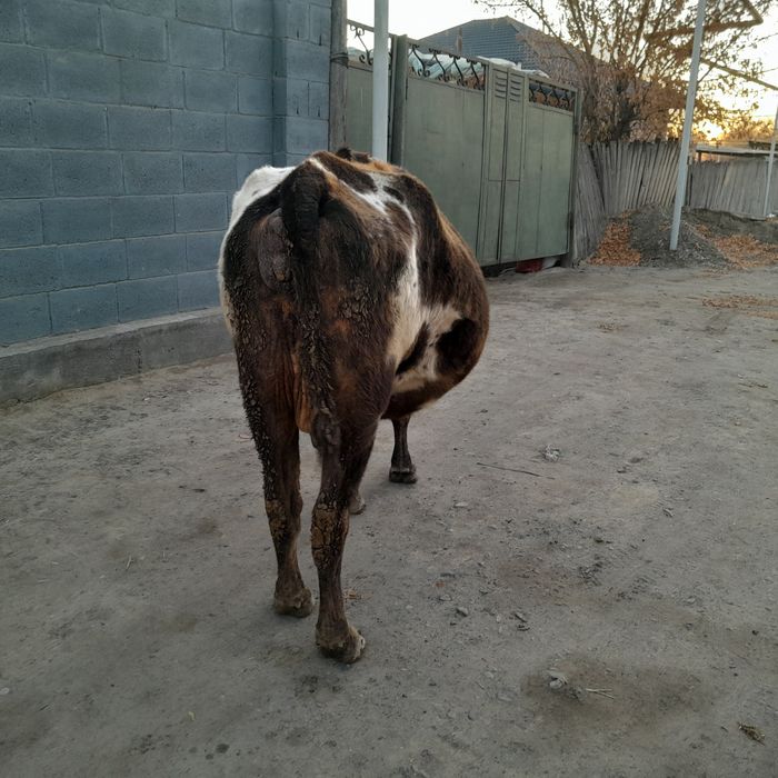 Продается корову