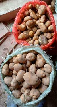 картошка, семена