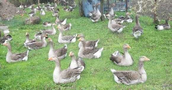 Ouă Gâște Toulousse, rațe, araucana