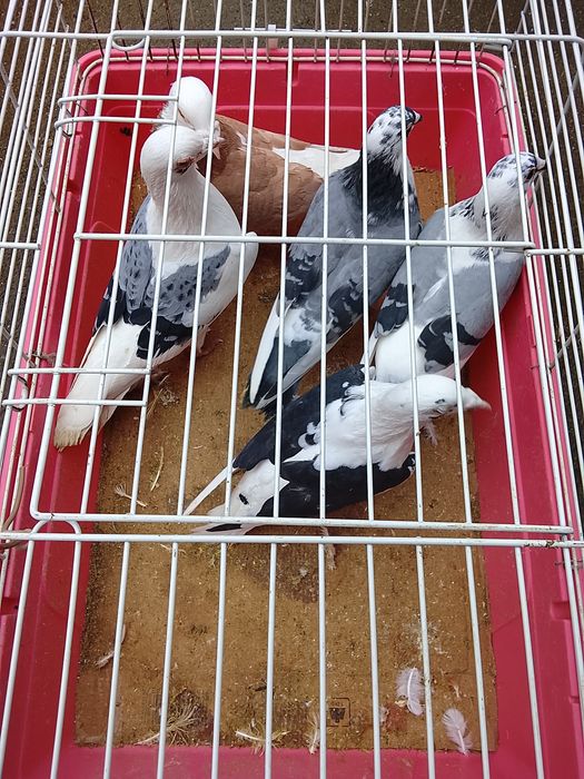 Vând porumbei voiajori baltati