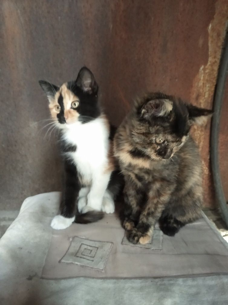 Котята в добрые руки,( девочки)