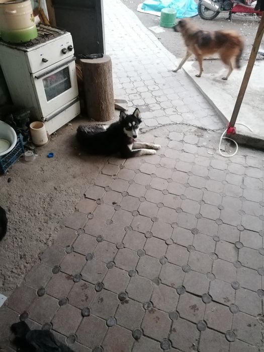 Хорошие щинки маленькие