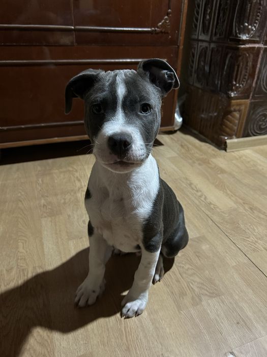 Amstaff blue mascul