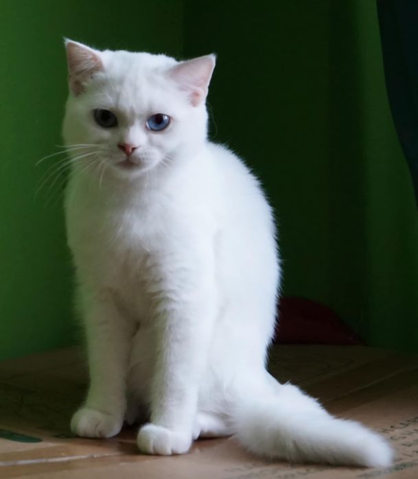 British shorthair cu pedigree