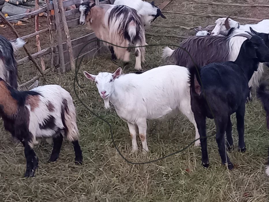 Vand capre bune de tinut