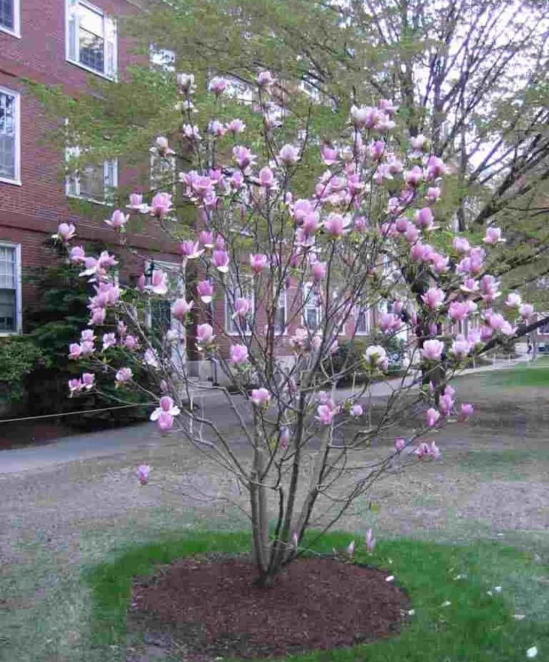 Magnolia. Plante ornamentale/ tuia Leylandri gard viu.Gazon rulou