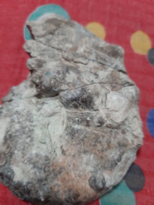 Vând piatra Amonit care aduce noroc ancestral