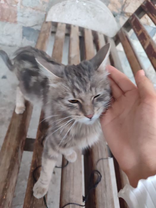 Уличная котенок девочка длинношерстная