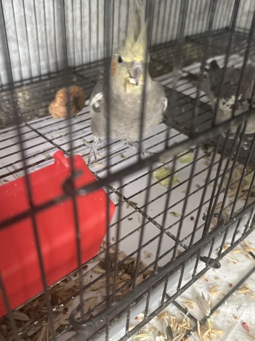 Karela sotila yosh sog’lom