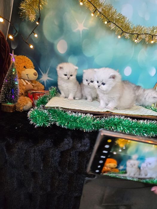 Британски дългокосмести котенца