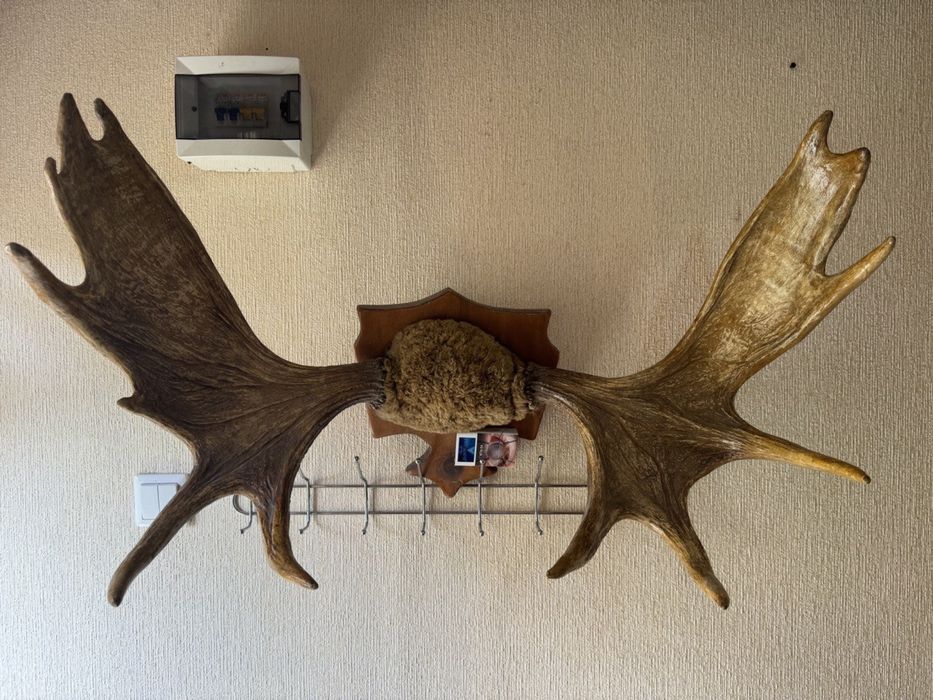 Рога лося настоящие цена