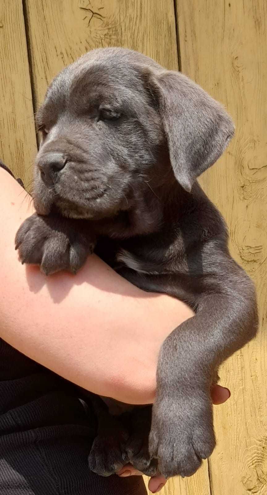 Mascul cane corso rasă pura