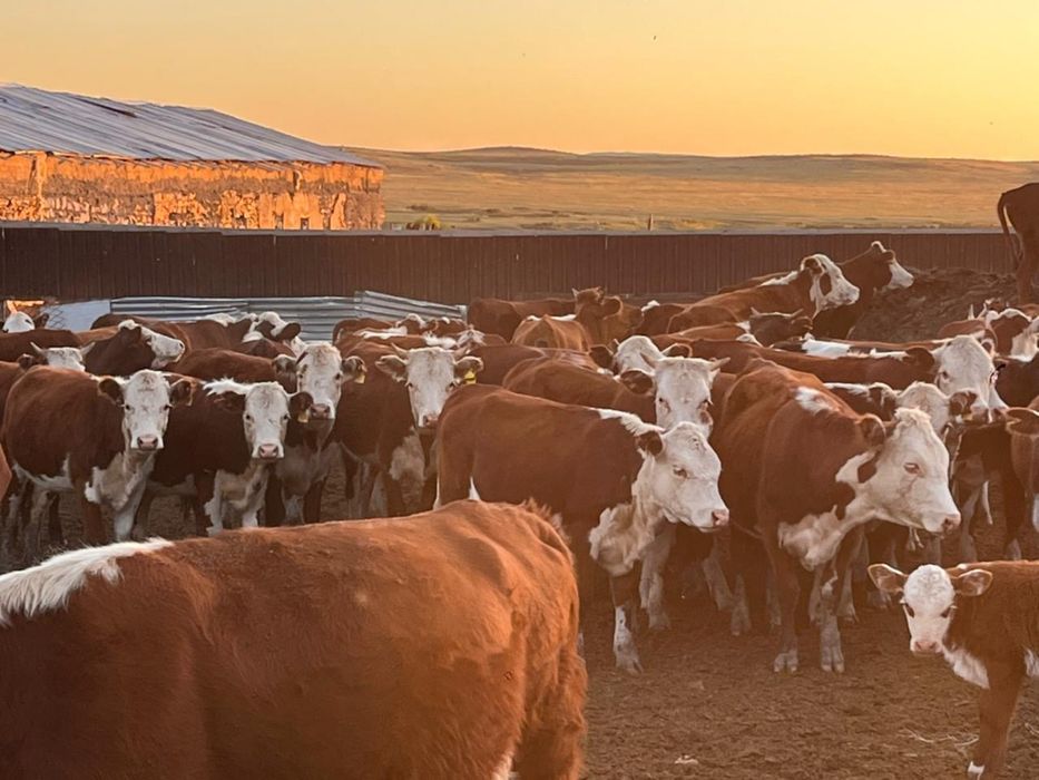 Ет,Соғым,Күздік. Мяса