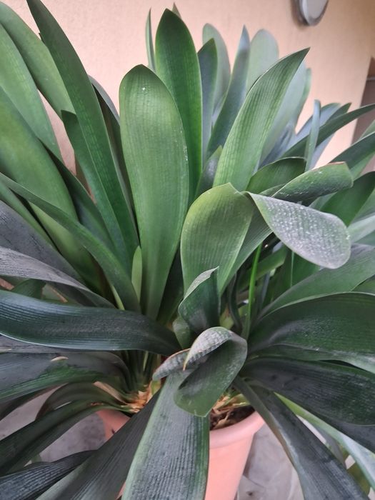 Vând plantă interior amaryllis