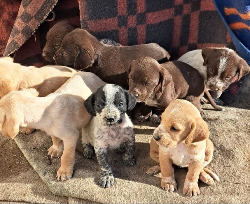 Охотничьи кушиктер сатылады