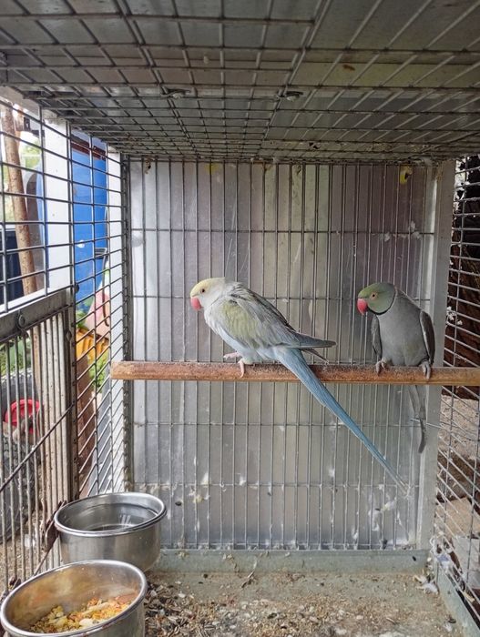 Vând papagali Micul Alexandru