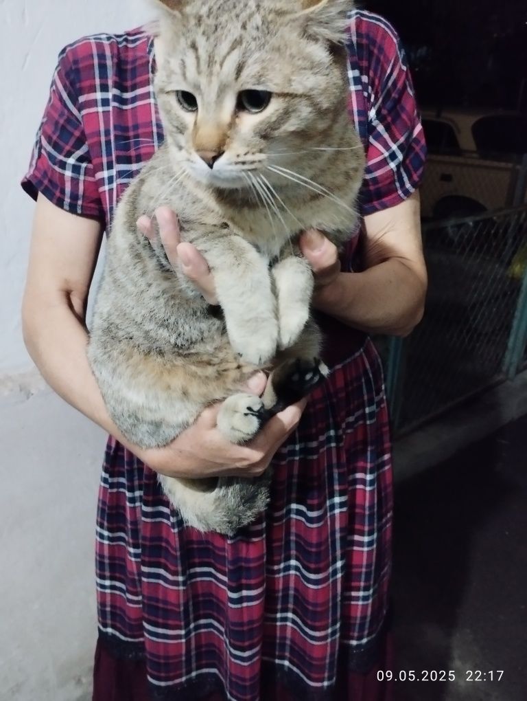 Пристраивается котик