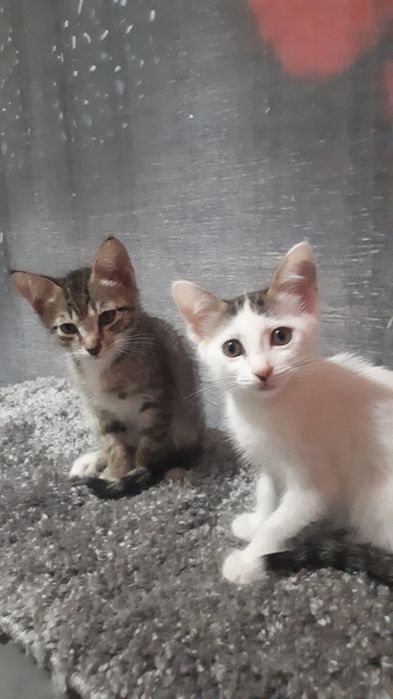 Отдам котят 2 месяца