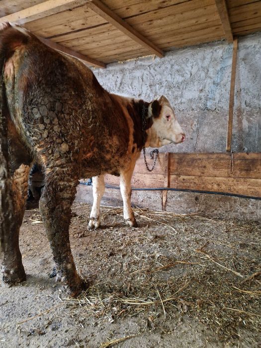 Vand doua junele gestante in luni mari !!