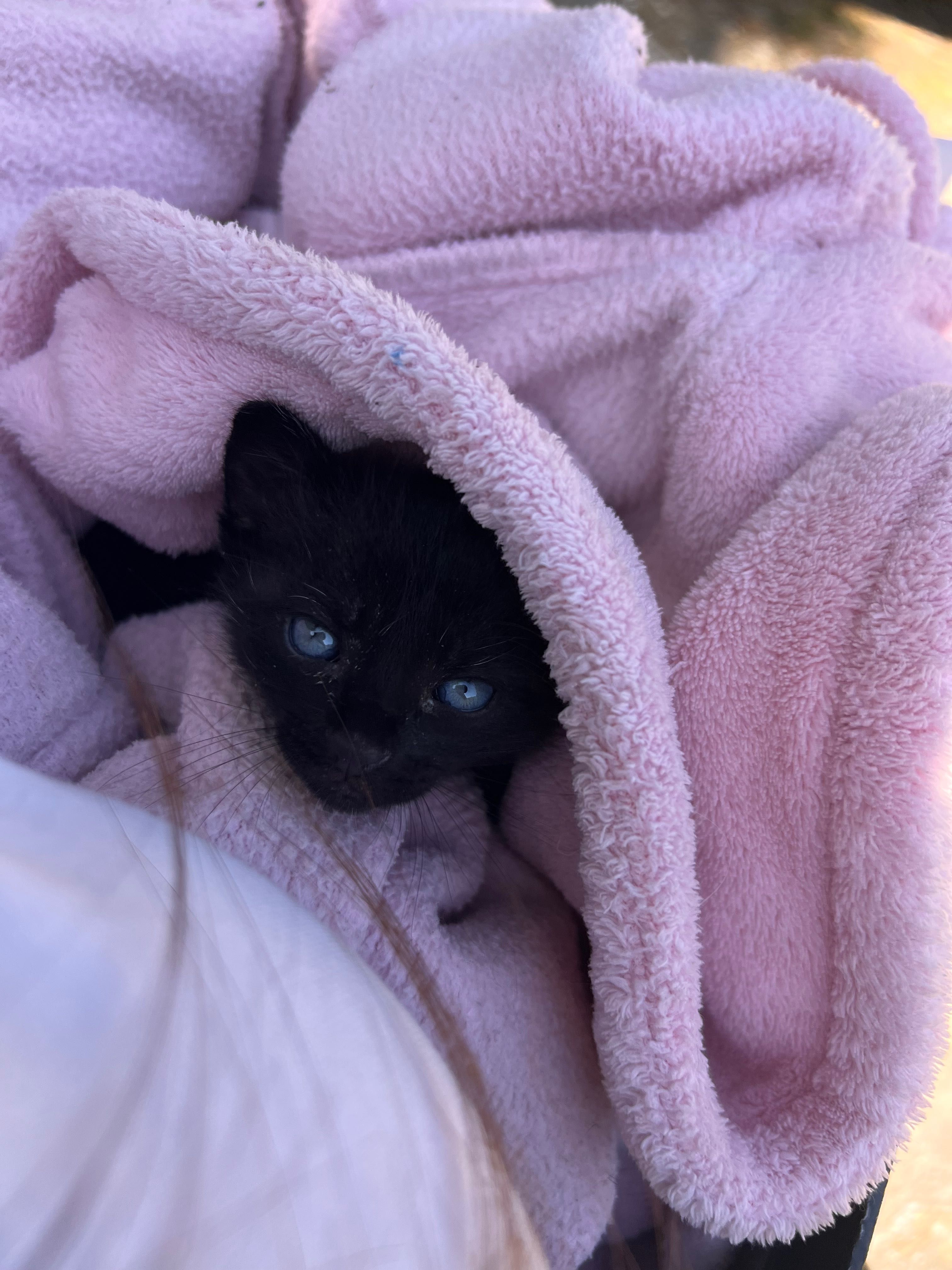 Подарявам котенце