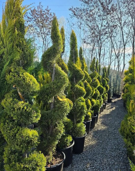 Plante ornamtale de diferite varietatii