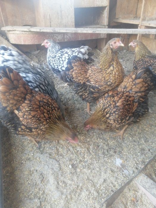 Găini de vânzare