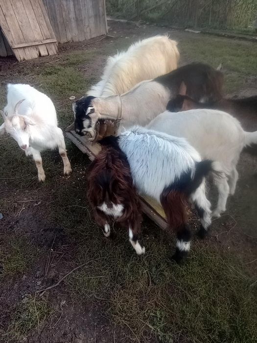 Capre și ieduțe . Caprele încă se mulg