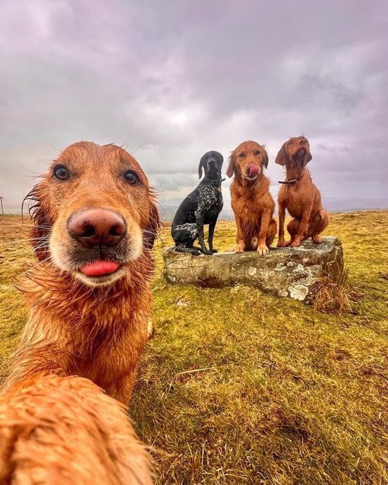 Plimb cățeluși/căței am grijă de ei - Brașov