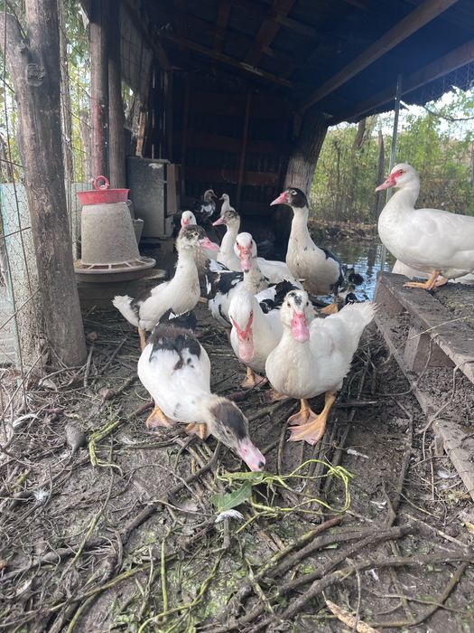 Rate mute crescute la curte